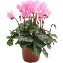 Serada Decor Plant Videolu Pembe Çiçekli Sıklamen Çiçeği (30 50 Cm)1 Adet Saksılı Çiçekli Bodur Bitkisi Cyclamen