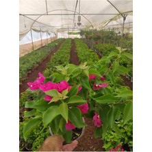 Serada Decor Plant Saksılı Bodur Üzeri Çiçekli Fuşya Begonvil Fidanı