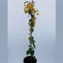 Serada Decor Plant Sarı Begonvil 90 110 cm Bougainvillea