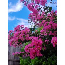 Serada Decor Plant Videolu Pembe Çiçekli Oya Ağacı (70 100 Cm)3 Adet Saksılı Dış Mekan Bitkisi Lagerstroemia Indica