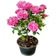 Serada Decor Plant Vidolu Isparta Gülü Reçellik Pembe Renkli (20 50 Cm) 1 Adet Aşılı Gül Pink Rose