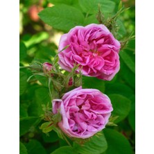 Serada Decor Plant Vidolu Isparta Gülü Reçellik Pembe Renkli (20 50 Cm) 1 Adet Aşılı Gül Pink Rose