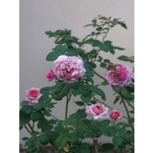 Serada Decor Plant Vidolu Isparta Gülü Reçellik Pembe Renkli (20 50 Cm) 1 Adet Aşılı Gül Pink Rose