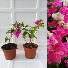 Serada Decor Plant 2 Adet Begonvil Fidesi 15-25 cm 2li Set