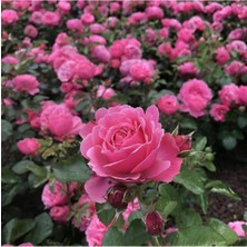 Serada Decor Plant Saksılı Kokulu Pembe Gül Fidanı