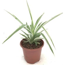 Serada Decor Plant Kurdele Çiçeği