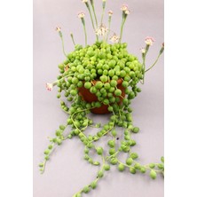 Serada Decor Plant Senecio Rowleyanus Tesbih Çiçeği