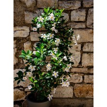 Serada Decor Plant Videolu Yasemin Beyaz Çiçekli Kokulu Şarmaşık (90-120 Cm)1 Adet Dış Mekan Bitkisi Star Jasmine