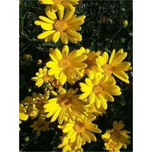 Serada Decor Plant Videolu Sarı Çalı Papatyası Sarı Papatya (20 40 Cm)1 Adet Saksılı Papatya (Euryops Pectinatus)