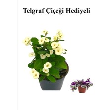 Serada Decor Plant Beyaz Çiçekli Kaktüs Milli Dikenler Tacı Sevgililer Gününe Özel Telgraf Hediyeli