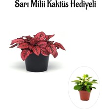 Serada Decor Plant Kırmızı Renk Zarif Yapraklı Hostes Çiçeği Sevgililer Gününe Özel Sarı Milli Hediyeli