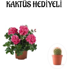 Serada Decor Plant Hediyelik Pembe Sakız Sardunya Çiçeği Fidanı Sevgililer Gününe Özel Kaktüs Hediyeli