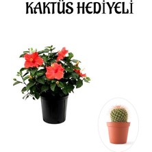 Serada Decor Plant Sevgililer Gününe Özel Kırmızı Renk Japon Gülü Çiçeği Kaktüs Hediyeli
