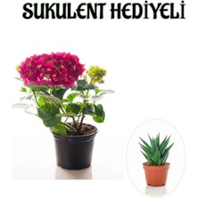 Serada Decor Plant Sevgililer Gününe Özel Fuşya Renk Ortanca Çiçeği Sukulent Hediyeli