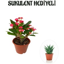 Serada Decor Plant Kırmızı Çiçekli Kaktüs Milli Dikenler Tacı Sevgililer Gününe Özel Sukulent Hediyeli