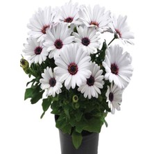 Serada Decor Plant Hediyelik Beyaz Renk Bodrum Papatyası Sevgilier Gününe Özel Tül Kuşkonmaz