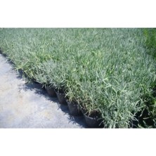 Serada Decor Plant Saksılı Lavanta Fidanı 2 Adet 30-40 cm (Lavandula Intermedia)