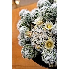 Serada Decor Plant Mammillaria Gracilis Kartopu Kaktüs Sarı Çiçek Açan