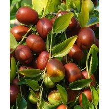 Serada Decor Plant Iğde Fidanı