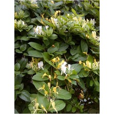 Serada Decor Plant Hanımeli Sarmaşık 1 Metre Boyunda