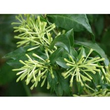 Serada Decor Plant Melisa -Parfüm- Çiçeği Fidanı ( Tüplü ) 40-60 cm