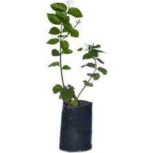 Serada Decor Plant Tüplü, Kokulu Ful Yasemin Çiçeği Fidanı 60-80 cm