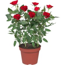 Serada Decor Plant Minyatür Gül Kırmızı