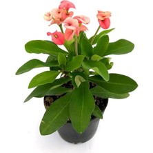 Serada Decor Plant Sevgililer Gününe Özel Pembe Renk Milli Dikenler Tacı Çiçeği Tül Kuşkonmaz