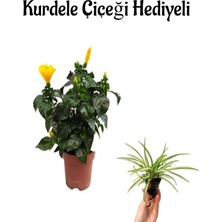 Serada Decor Plant Sevgililer Gününe Özel Sarı Renk Japon Gülü Hibiscus Rosa Kurdele Çiçeği Hediyeli