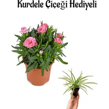 Serada Decor Plant Hediyelik Mis Kokulu Pembe Karanfil Çiçeği Sevgililer Gününe Özel Kurdele Çiçeği Hediyeli