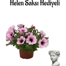Serada Decor Plant Sevgililer Gününe Özel Açık Pembe Askılı Petunya Çiçeği-Bitkisi Helen Saksı Hediyeli