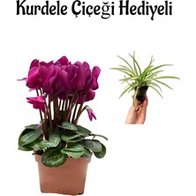 Serada Decor Plant Hediyelik Fuşya Sıklamen Çiçeği Sevgilier Gününe Özel Kurdele Çiçeği Hediyeli
