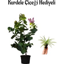 Serada Decor Plant Harika Kokusuyla Mor Leylak Fidanı Sevgililer Gününe Özel Kurdele Çiçeği Hediyeli