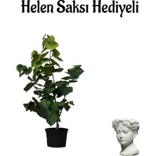 Serada Decor Plant Harika Kokusuyla Mor Leylak Fidanı Sevgililer Gününe Özel Helen Saksı Hediyeli