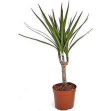Serada Decor Plant Dracaena Marginata Tek Gövdeli 50 - 60 cm