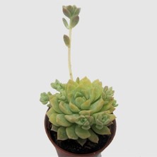 Serada Decor Plant Echeveria Profilicea Sukulent Bitki