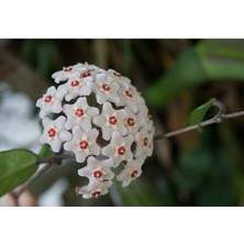 Serada Decor Plant Beyaz Mum Çiçeği Hoya 10 - 15 cm