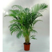 Serada Decor Plant Areka Palmiyesi Ev Ofis Salon Bitkisi 100CM