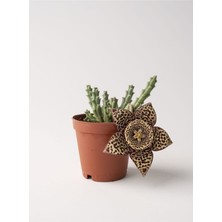Serada Decor Plant Leş Kaktüs Stapelia Variegata 5.5 cm Saksıda