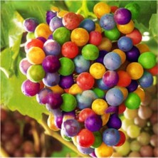 Serada Decor Plant Nadir Ithal Renkli Üzüm Tohumu 5 Adet Tohum