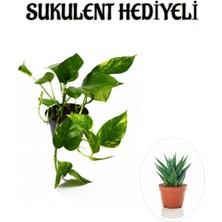 Serada Decor Plant Pothos Alacalı Salon Sarmaşığı Sevgililer Gününe Özel Sukulent Hediyeli