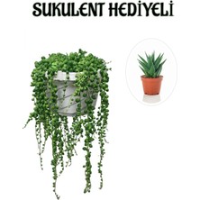 Serada Decor Plant Tespih| Boncuk| Bezelya Çiçeği Bitkisi Sevgililer Gününe Özel Sukulent Hediyeli