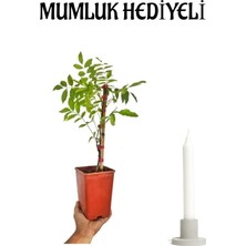 Serada Decor Plant Mor Salkım Çiçeği Fidanı Sevgililer Gününe Özel Mumluk Hediyeli