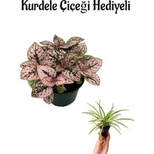 Serada Decor Plant Zarif Pembe Yapraklı Hostes Çiçeği Sevgililer Gününe Özel Kurdele Çiçeği Hediyeli