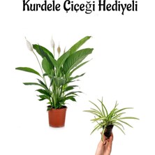Serada Decor Plant Hediyelik Zarif Beyaz Renk Barış Çiçeği Sevgililer Gününe Özel Kurdele Çiçeği Hediyeli