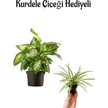 Serada Decor Plant Hediyelik Difenbahya Bitkisi Sevgililer Gününe Özel Kurdele Çiçeği Hediyeli