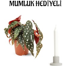 Serada Decor Plant Sevgililer Gününe Özel Hediyelik Çilli Begonya Çiçeği Mumluk Hediyeli Bitki