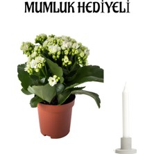 Serada Decor Plant Hediyelik Beyaz Kalanşo (Kalanchoe) Çiçeği Mumluk Hediyeli Sevgililer Günü Hediyesi