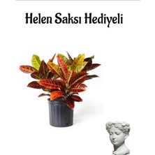 Serada Decor Plant Renkli Yapraklı Kraton Çiçeği Sevgililer Gününe Özel Helen Saksı Hediyeli Bitki