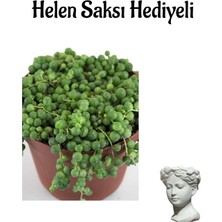 Serada Decor Plant Sevgililer Gününe Özel Tespih-Boncuk Çiçeği Bitkisi Helen Saksı Hediyeli